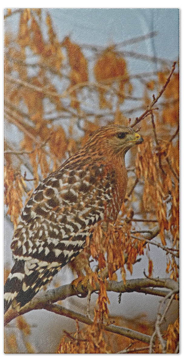 Red-shouldered Hawk Hand Towel featuring the photograph Red-Shouldered Hawk - Sacramento NWR by Amazing Action Photo Video