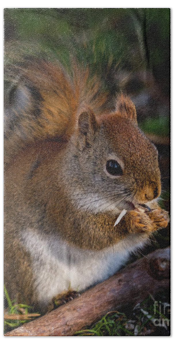 Red Squirrel Hand Towel featuring the photograph Red Squirrel eating Sunflower Seeds by Lorraine Cosgrove
