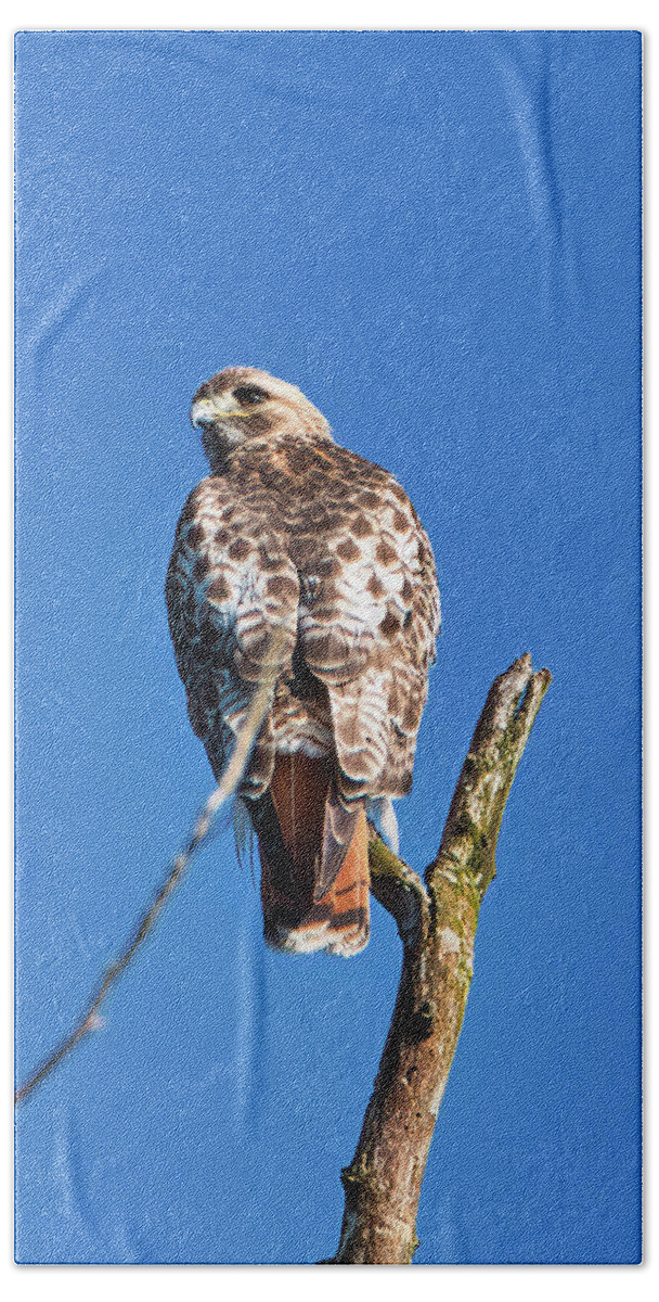 Bird Hand Towel featuring the photograph Red Tail Hawk by Paul Ross