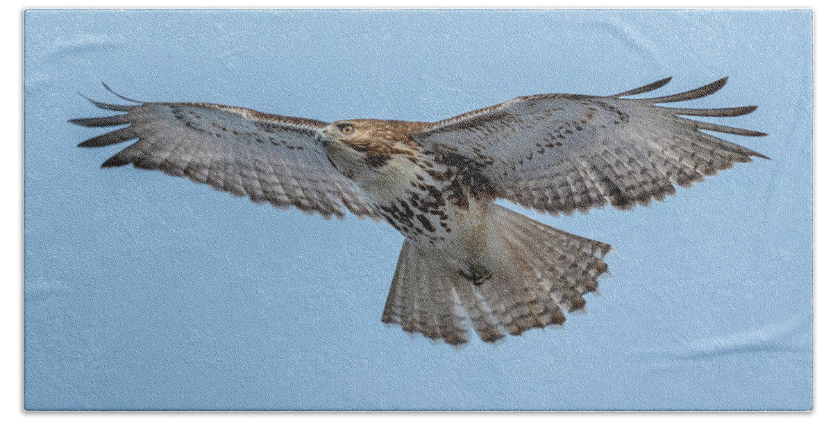 Hastings-on-hudson Bath Towel featuring the photograph Red-tailed Hawk in Winter by Kevin Suttlehan