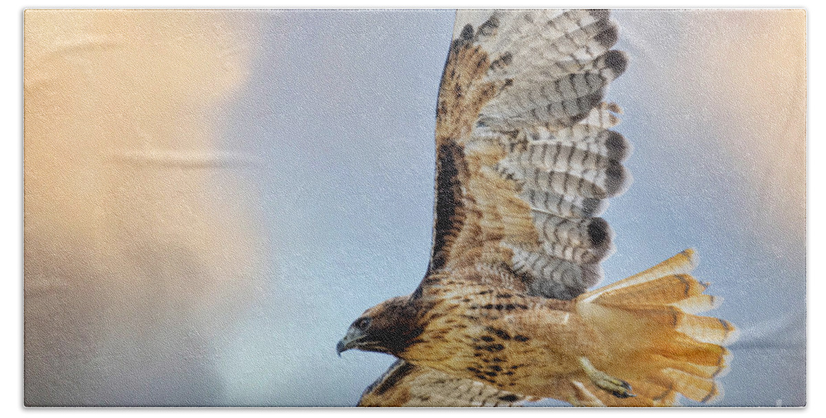 Bird Species Bath Towel featuring the photograph Red-tailed Hawk by Steven Krull