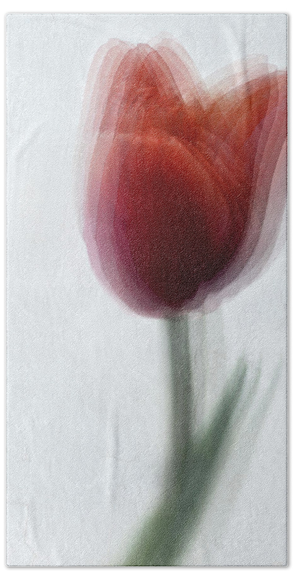 Red Tulip Bath Towel featuring the photograph Red tulip by Al Fio Bonina