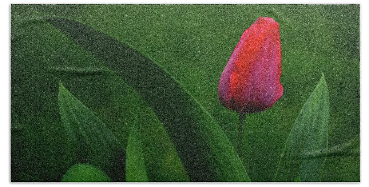 Flowers Hand Towel featuring the photograph Red Tulip with Leaves by Nikolyn McDonald