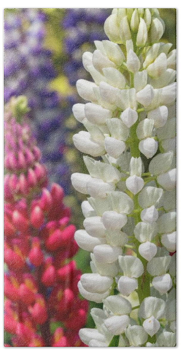 Flowering Hand Towel featuring the photograph Red, White, and Blue Lupines by Liza Eckardt