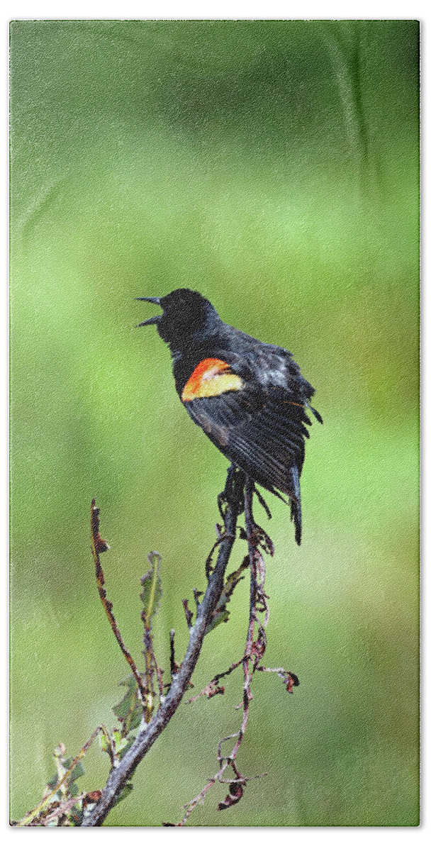 Florida Bath Towel featuring the photograph Red Wing Singing by Jennifer Robin