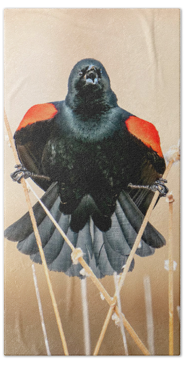 Red-winged Blackbirds Hand Towel featuring the photograph Red-winged Blackbird doing the Splits by Judi Dressler