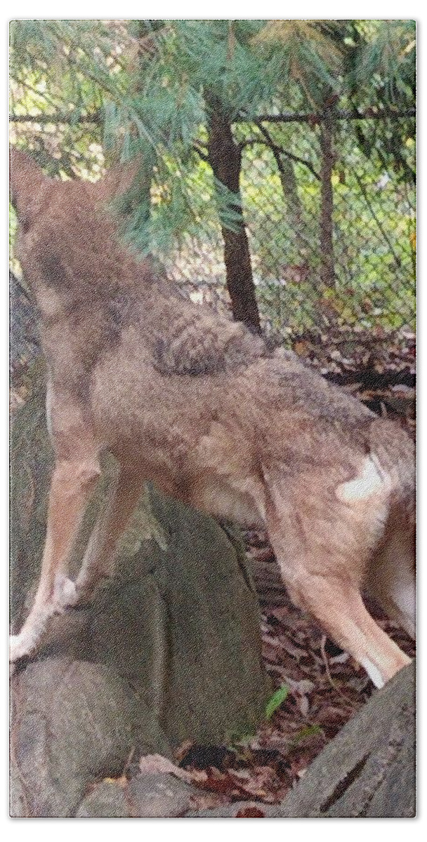 Wolf Bath Towel featuring the photograph Red Wolf Asheboro NC Zoo by Kim Galluzzo Wozniak