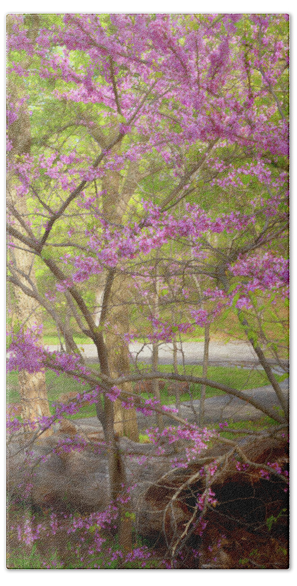 Oklahoma Redbud Bath Towel featuring the photograph Redbuds In Bloom by Lana Trussell