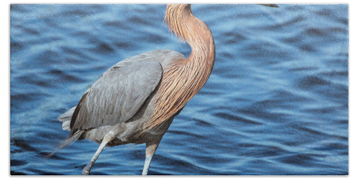 Reddish Egret Hand Towel featuring the photograph Reddish Egret in Blue Waters by Jaki Miller