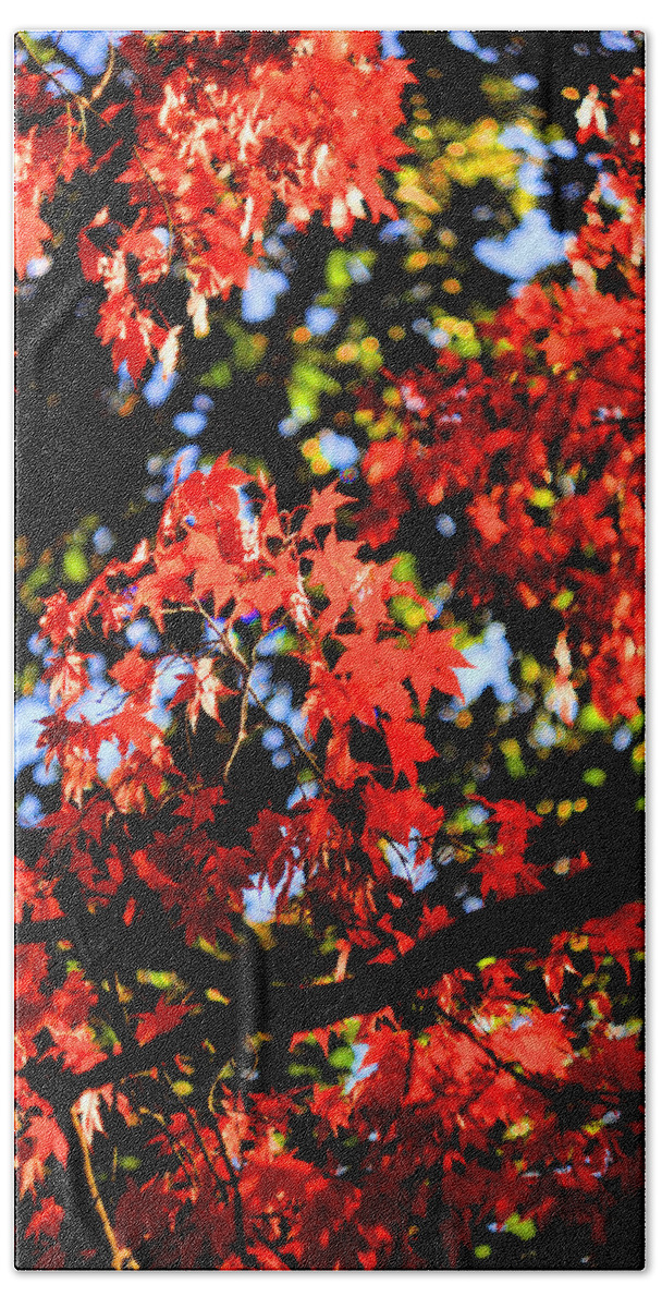 Red Hand Towel featuring the photograph Reds of an Autumn Afternoon - An Annapolis Impression by Steve Ember