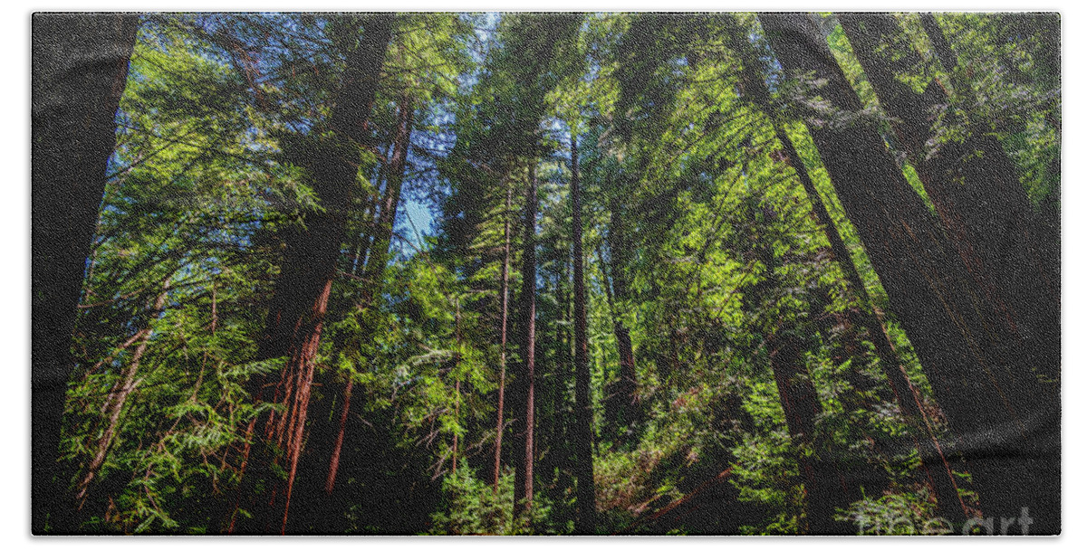 Redwoods Hand Towel featuring the photograph Redwood Forest by Rich Cruse