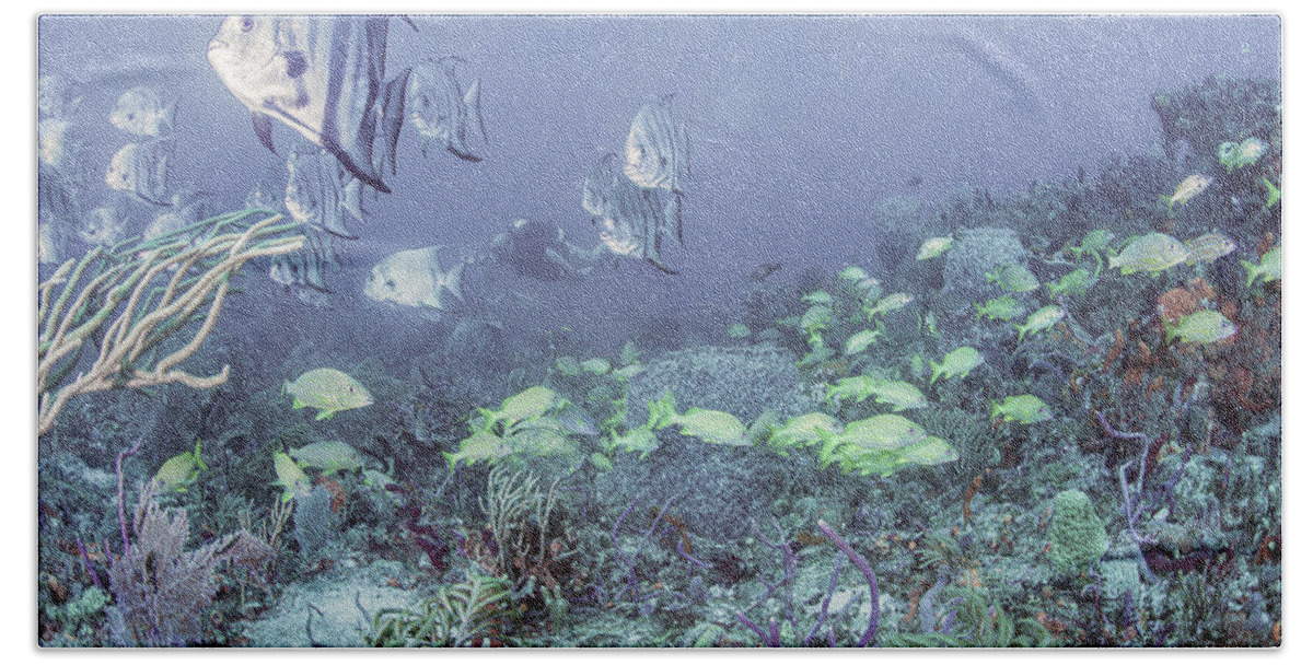 Underwater Bath Towel featuring the photograph Reef Under the Soft Sea by Debra and Dave Vanderlaan