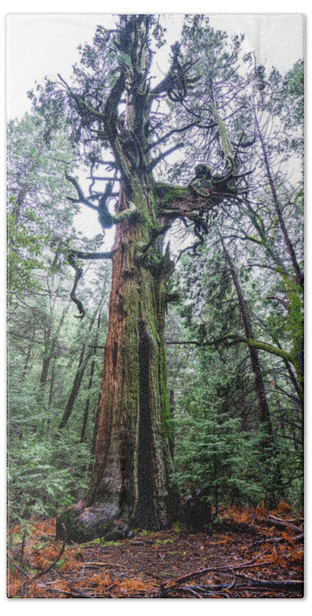 Tree Hand Towel featuring the photograph Resident by Ryan Weddle