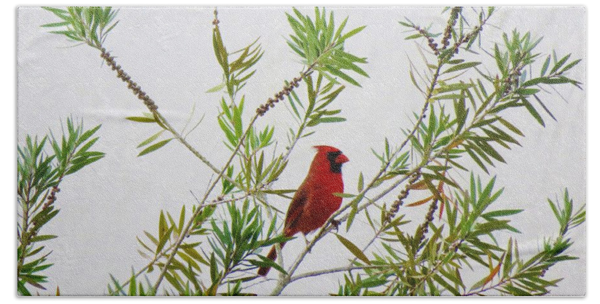 Cardinal Bath Towel featuring the photograph Resting Cardinal by World Reflections By Sharon