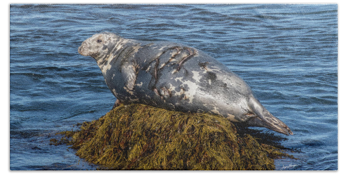 Grey Seal Bath Towel featuring the photograph Resting Grey Seal by Jurgen Lorenzen