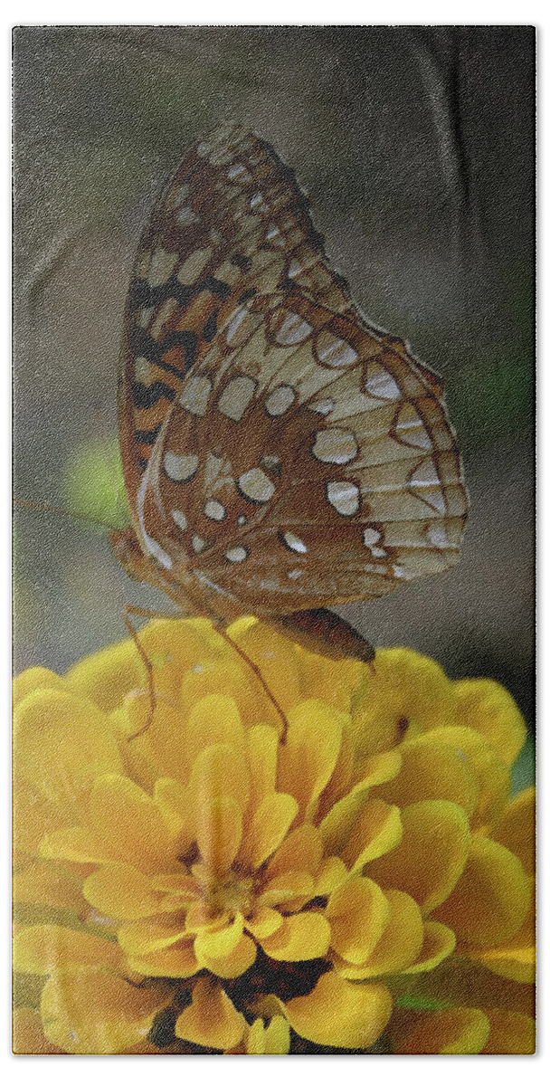 Butterfly Hand Towel featuring the photograph Resting by Kim Henderson