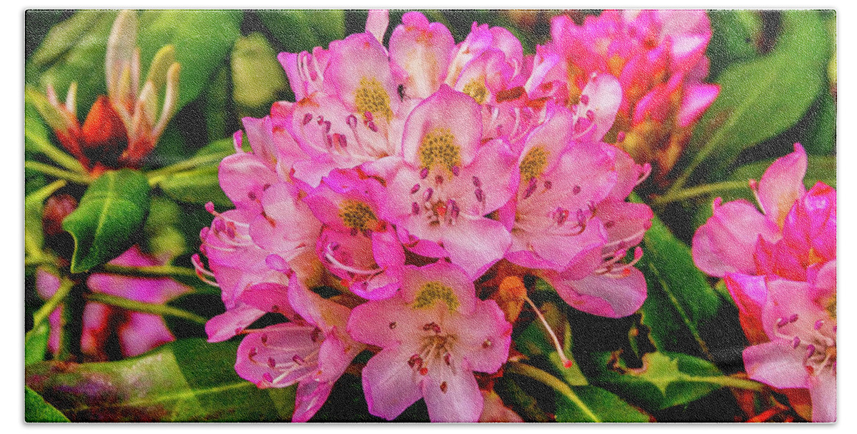 Rhododendron Bath Towel featuring the photograph Rhododendron in Bloom by James C Richardson
