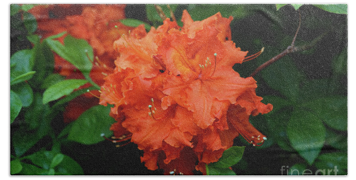 Rhododendron In Orange Bath Towel featuring the photograph Rhododendron in Orange by Rachel Cohen