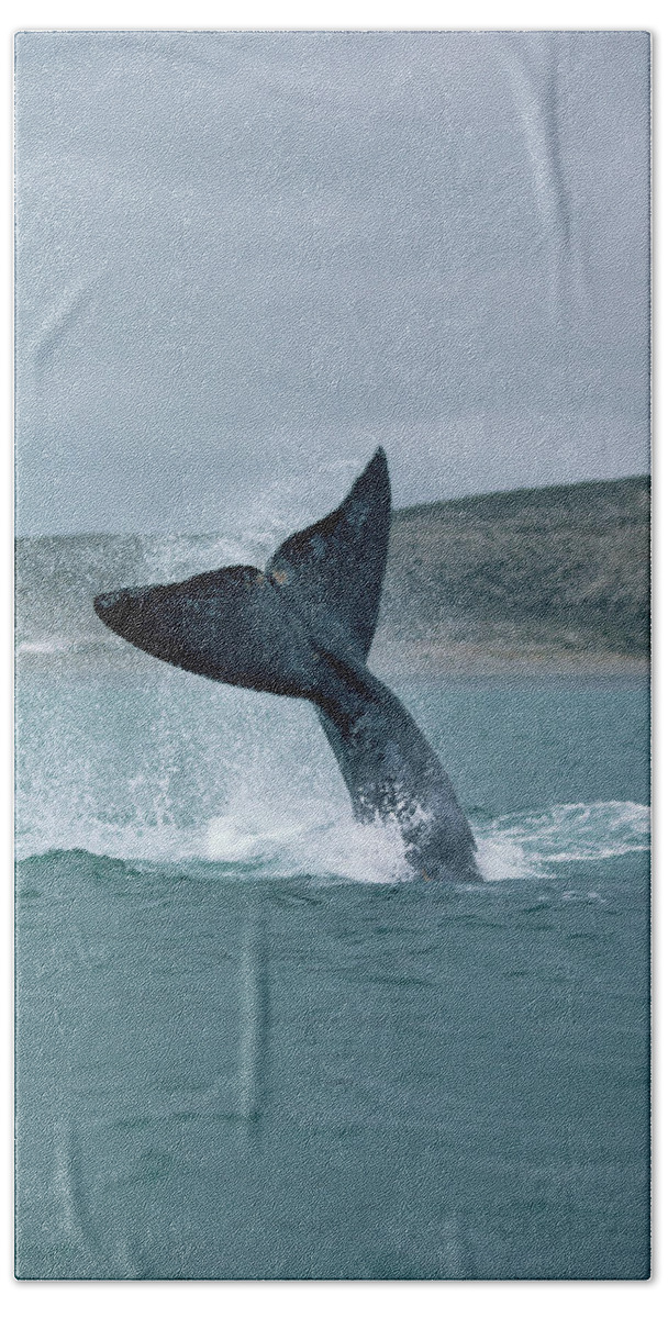 00083997 Hand Towel featuring the photograph Right Whale Tail Lobbing by Flip Nicklin