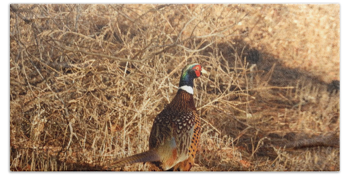 Pheasant Bath Towel featuring the photograph Ring Necked Pheasant Pause by Amanda R Wright