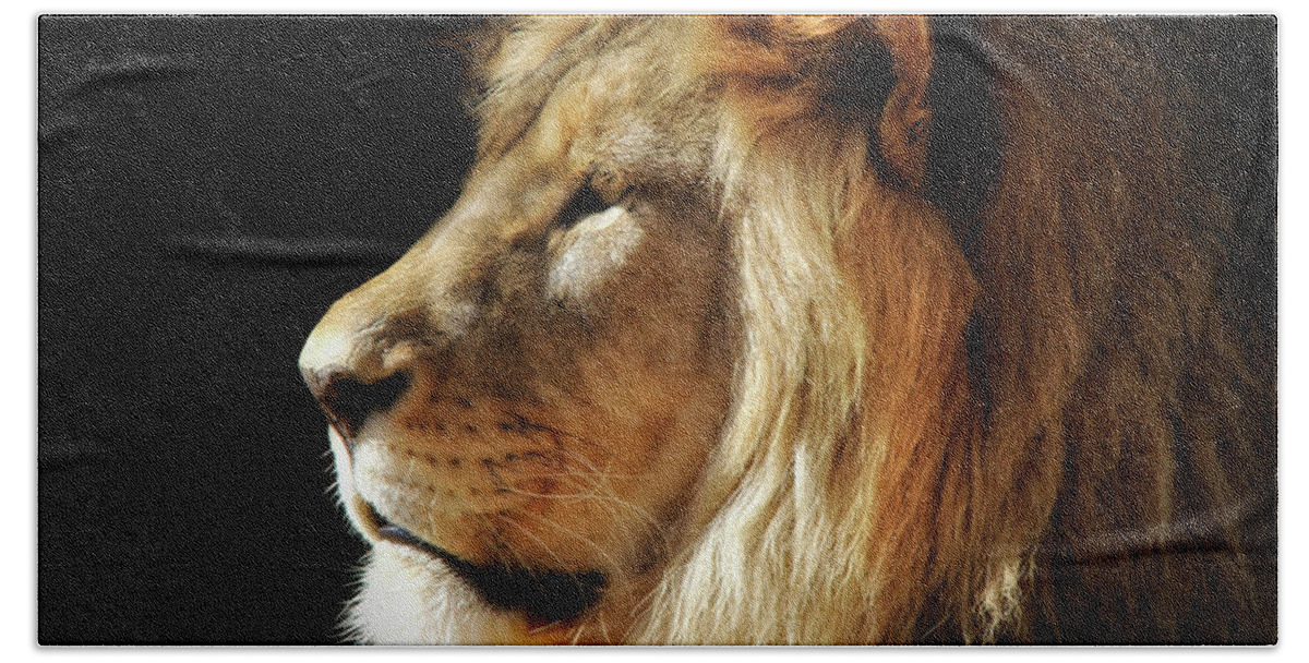 Lions Hand Towel featuring the photograph RIP Shombay by Elaine Malott