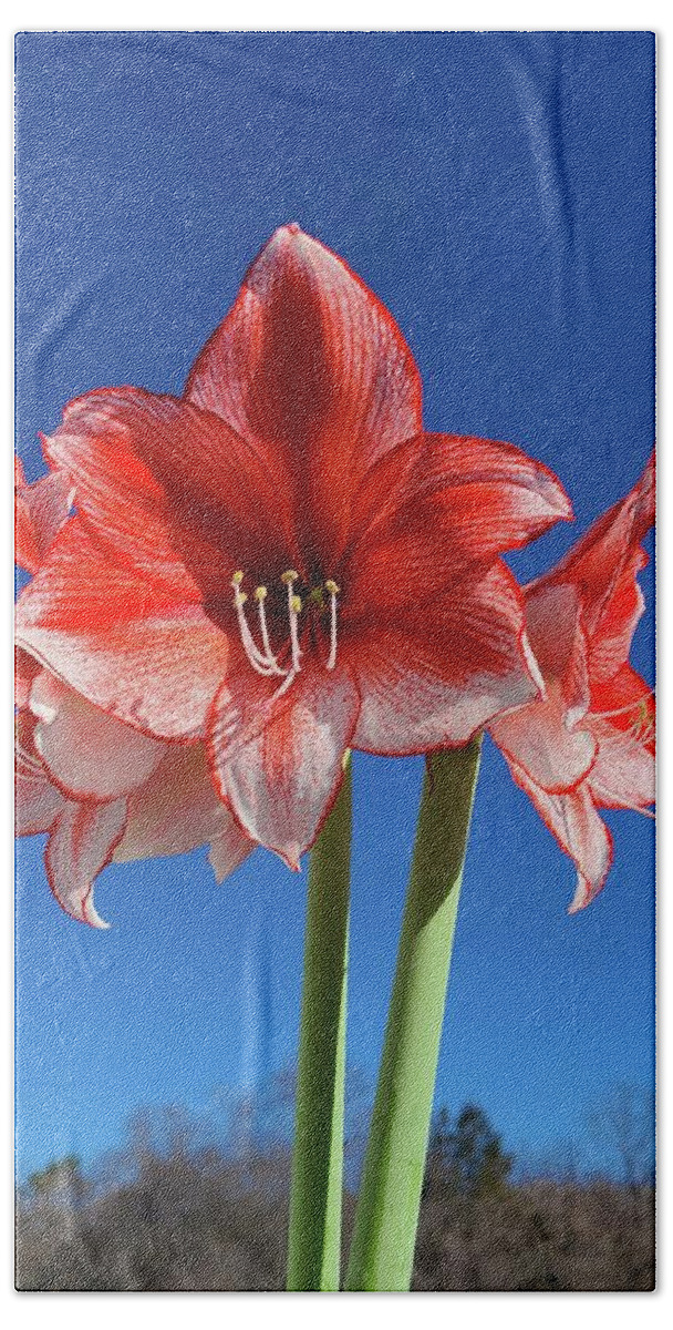 Amaryllis Bath Towel featuring the photograph Rise Above by Kim Galluzzo