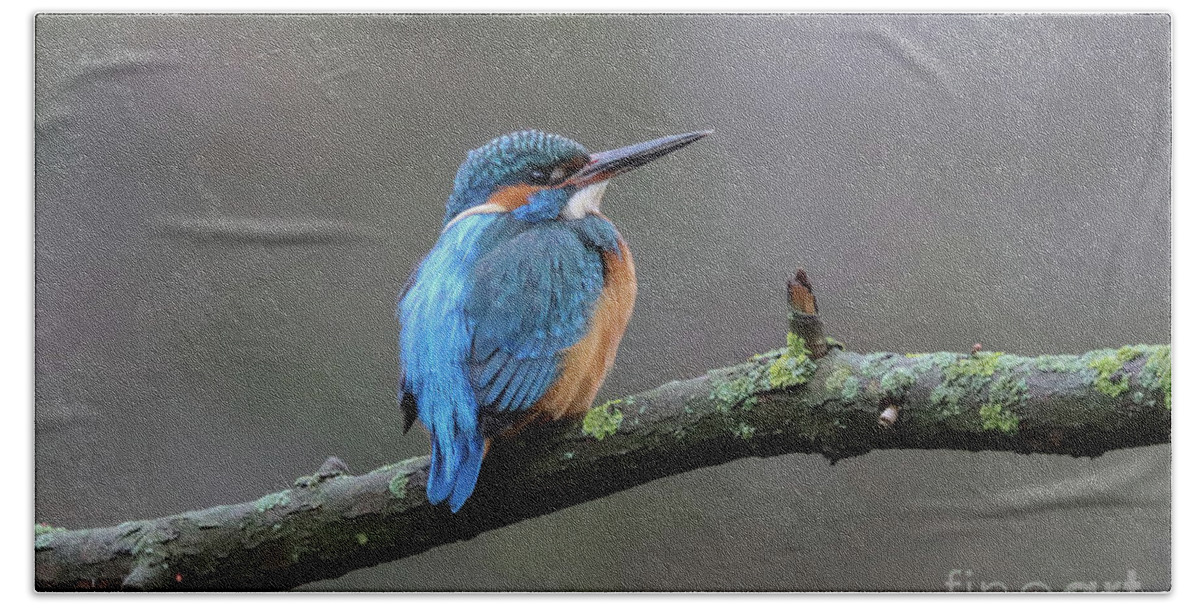 European Kingfisher Bath Towel featuring the photograph River Kingfisher by Eva Lechner