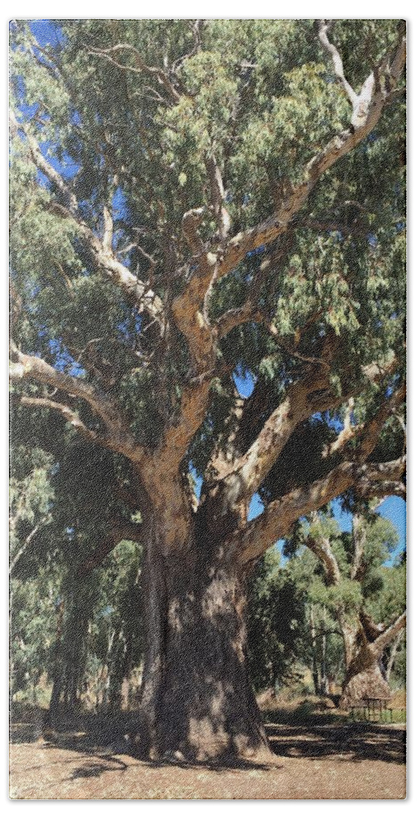 River Red Gum Bath Towel featuring the photograph River Red Gum Tree by Marlene Challis
