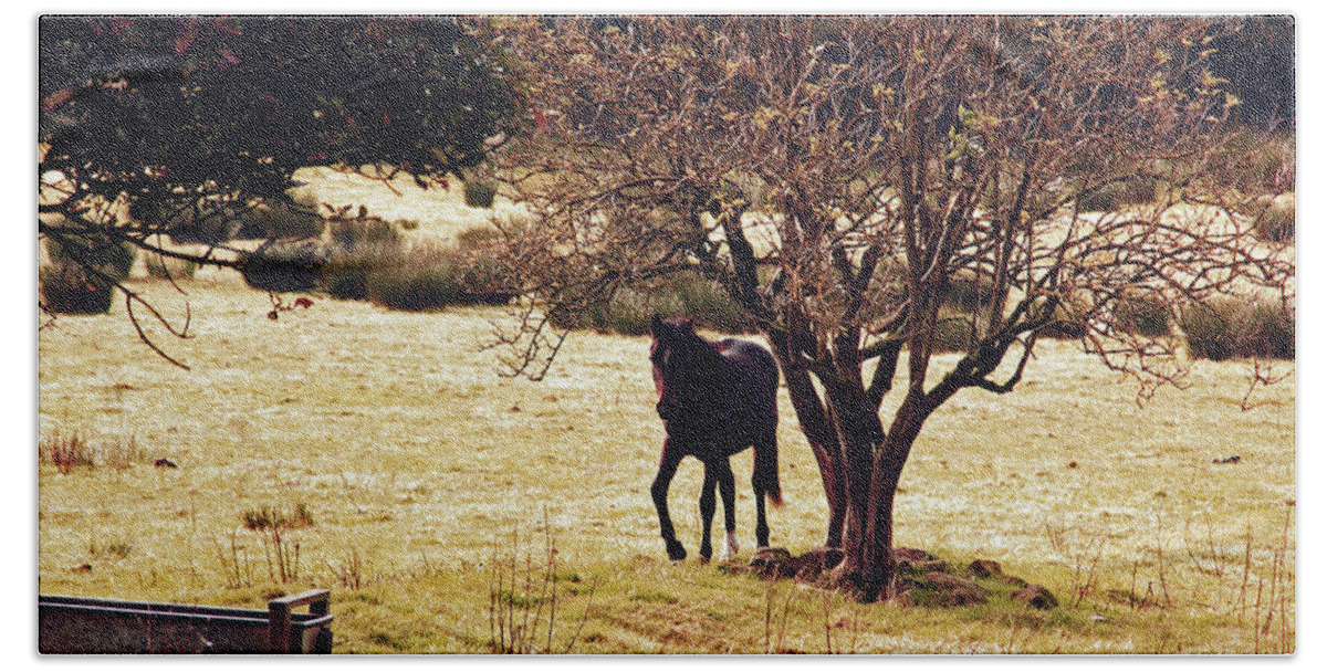 Rivington; Horse; Horses; Field; Landscape; Bath Towel featuring the photograph RIVINGTON. Horse In The Field by Lachlan Main