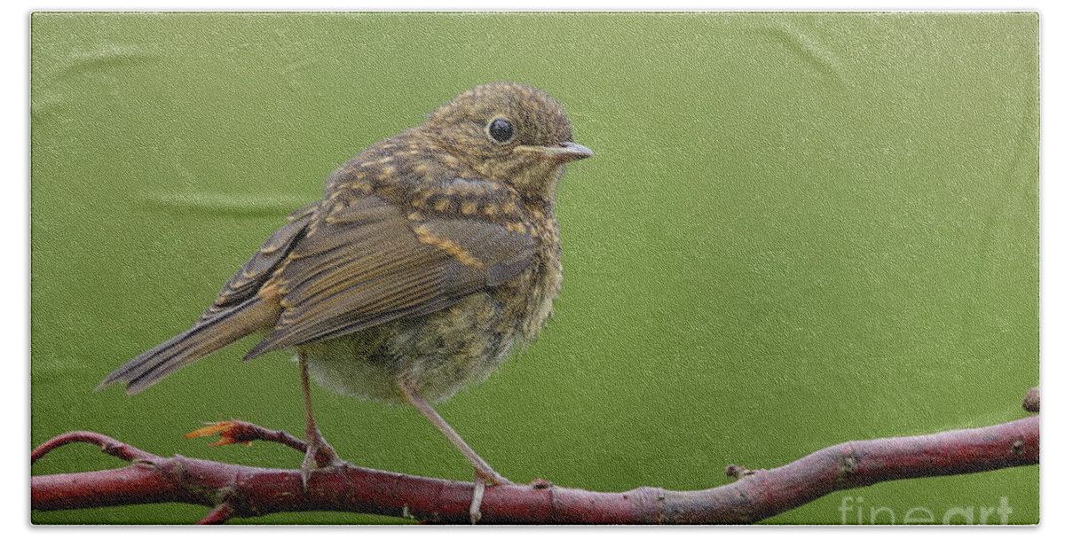 Robin Bird Nature Bird's Fledgling Brown Green Photography Prints Wall-art Bath Towel featuring the photograph Robin fledgling by Peter Skelton