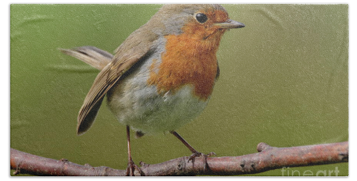 Birds Nature Robin Garden Photography Redbrest Prints Bath Towel featuring the photograph Robin by Peter Skelton