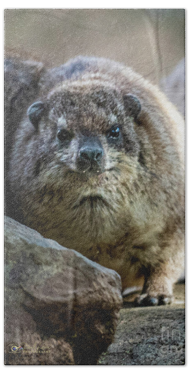 David Levin Photography Hand Towel featuring the photograph Rock Hyrax Looking at You by David Levin