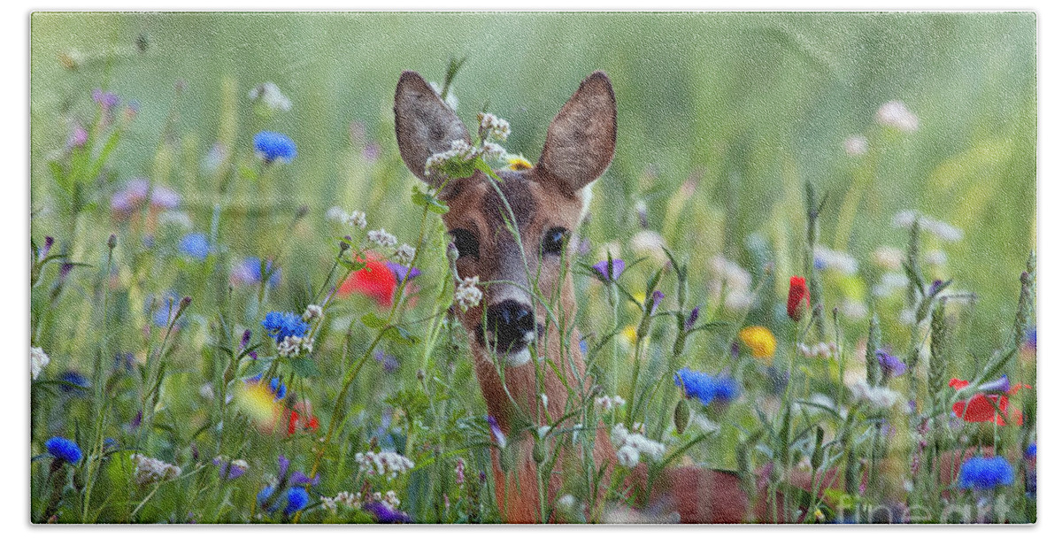 00540443 Bath Towel featuring the photograph Roe Deer Amid Wildflowers by Ronald Stiefelhagen