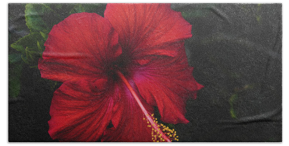 Flowers & Plants Bath Towel featuring the painting Romantic Red Hibiscus by Adam Johnson