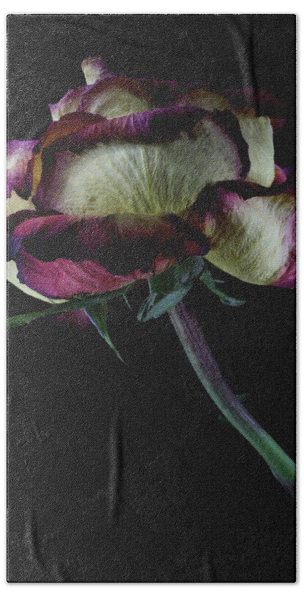 Macro Bath Towel featuring the photograph Rose 3092 by Julie Powell
