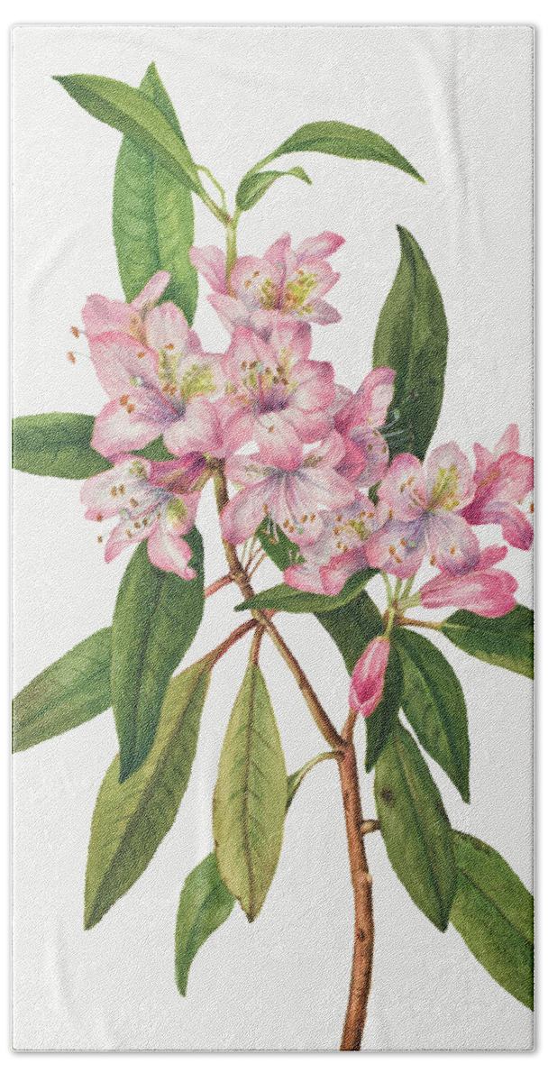 Rose Bay Rhododendron Hand Towel featuring the painting Rose Bay Rhododendron by Mary Vaux Walcott. by World Art Collective