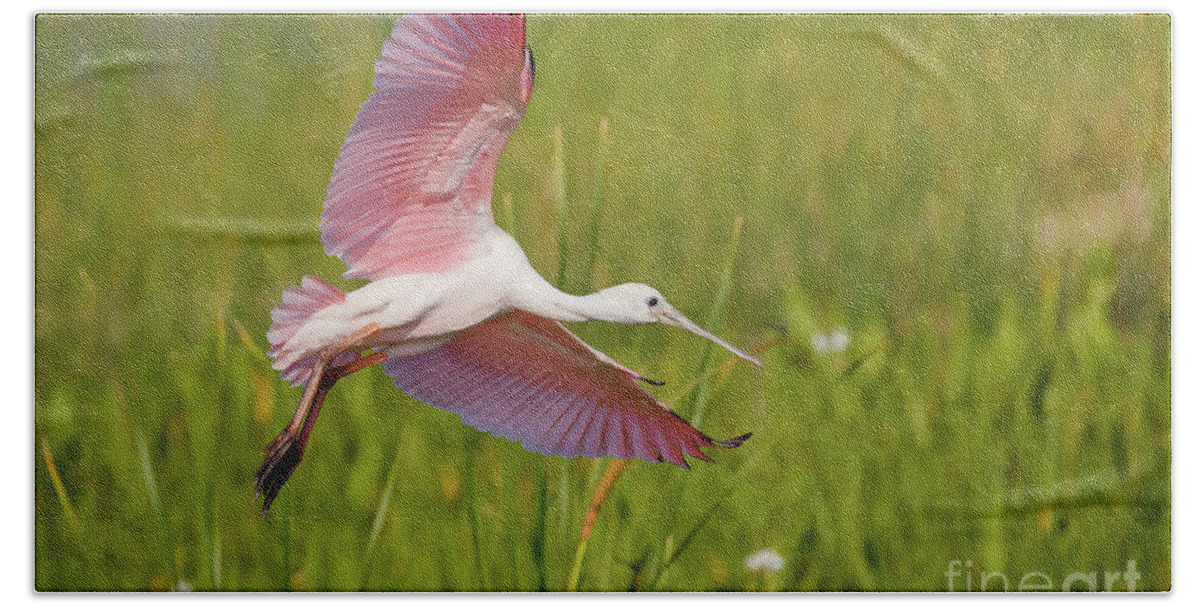 Spoonbill Hand Towel featuring the photograph Roseata Spoonbill by Les Greenwood