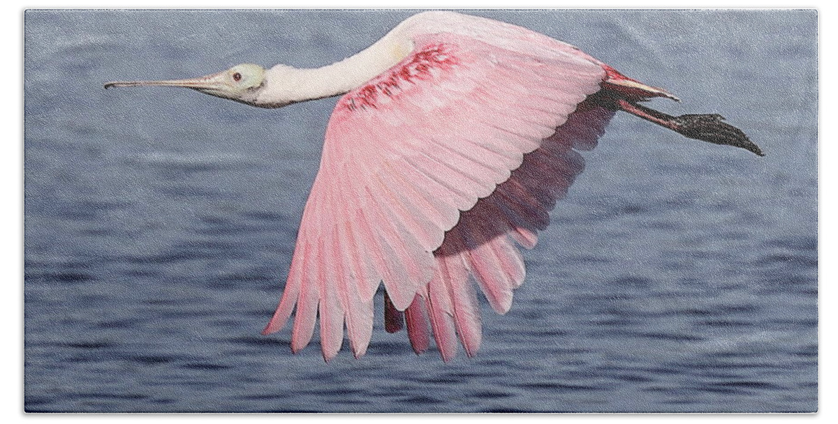 Roseate Spoonbill Bath Towel featuring the photograph Roseate Spoonbill 6 by Mingming Jiang