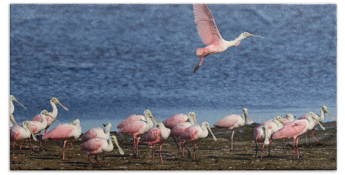 Roseate Spoonbill Bath Towel featuring the photograph Roseate Spoonbills Gather Together 5 by Mingming Jiang