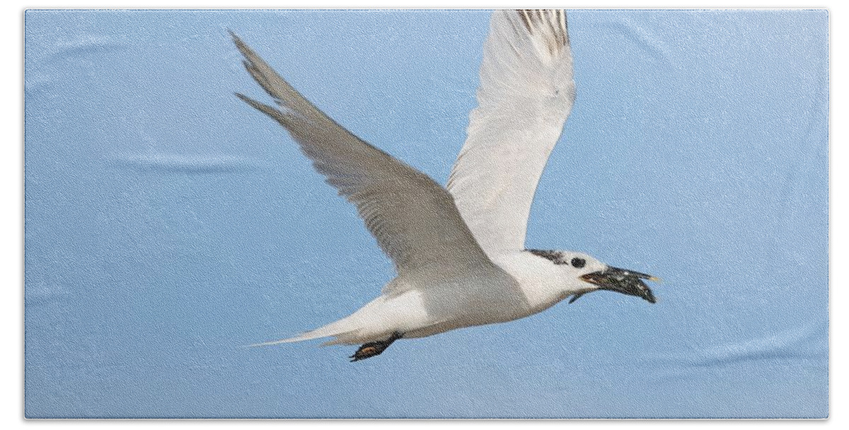 Cabot's Terns Hand Towel featuring the photograph Cabot's Tern and Its Catch by Mingming Jiang