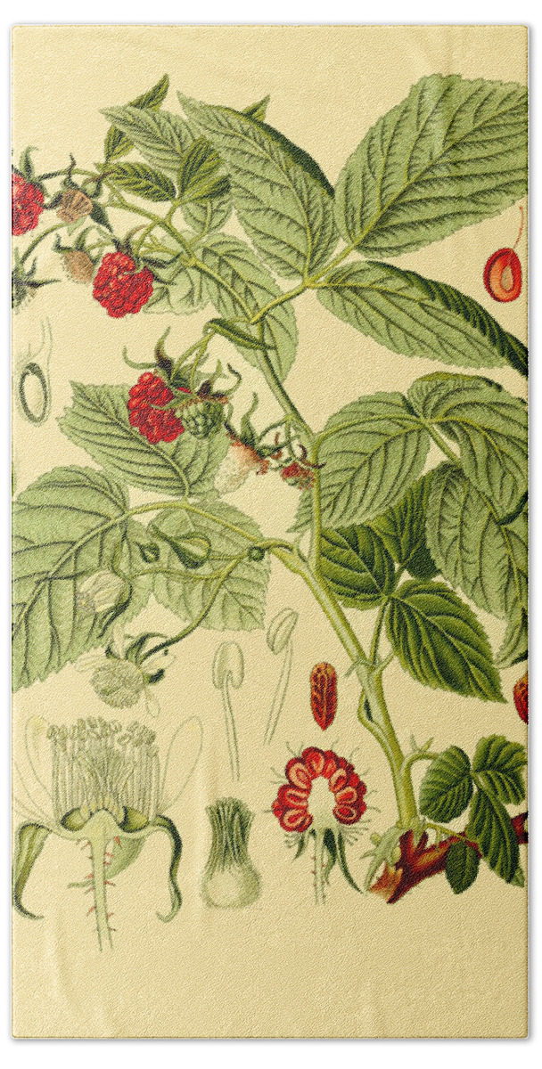 Otto Wilhelm Thome Bath Towel featuring the drawing Rubus idaeus by Otto Wilhelm Thome
