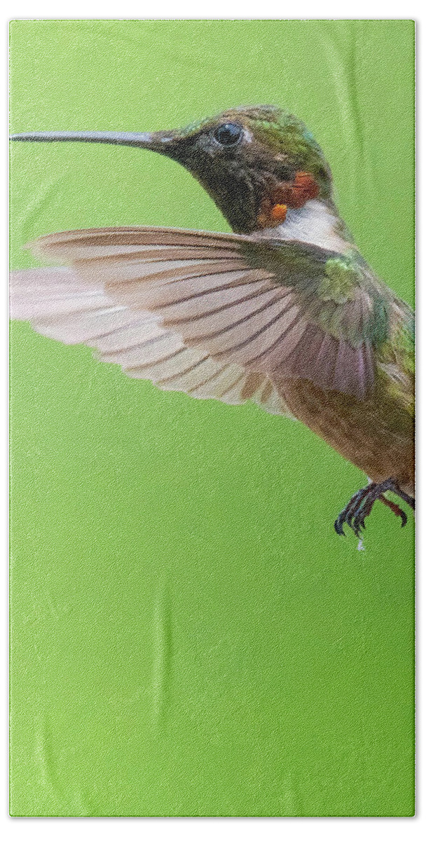 Hummingbirds Bath Towel featuring the photograph Ruby by Linda Shannon Morgan