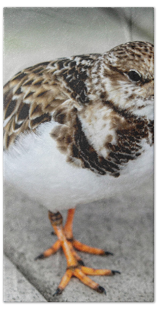 Shorebirds Hand Towel featuring the photograph Ruddy Turnstone down by the pier 2 by Joanne Carey