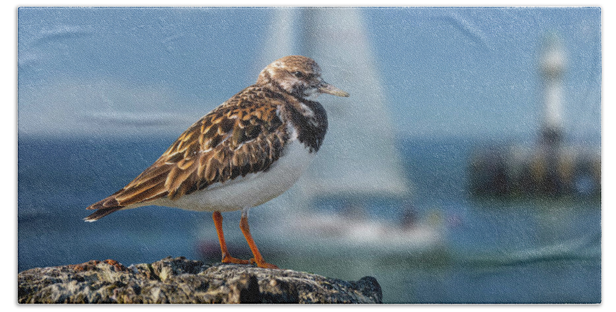 Ruddy Turnstone Bath Towel featuring the photograph Ruddy Turnstone in Harbour by Arterra Picture Library