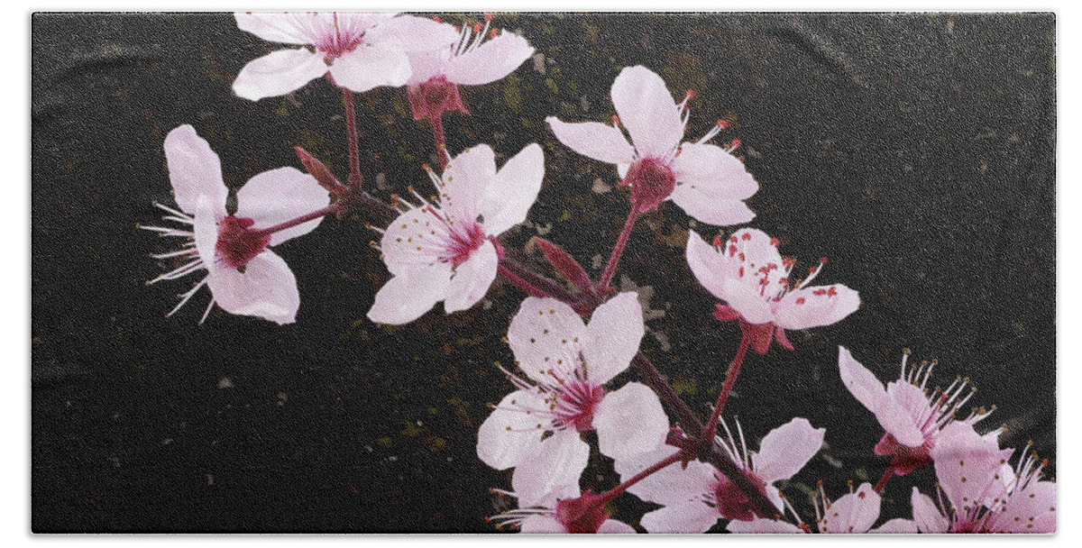 Japanese Cherry Blossom Hand Towel featuring the photograph Sakura Cherry Blossoms by Scott Cameron