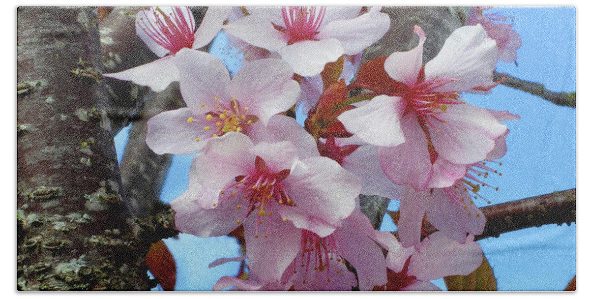 Japanese Cherry Blossom Bath Towel featuring the photograph Sakura Tree Flowers by Scott Cameron