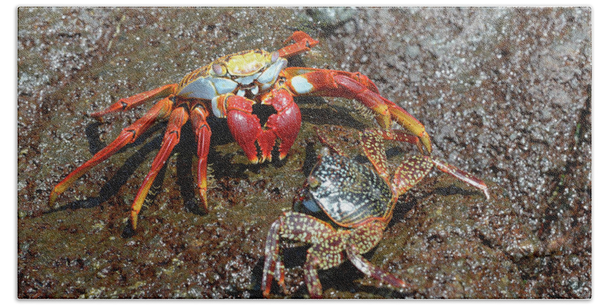 Republic Of Ecuador Bath Towel featuring the photograph Sally Lightfoot crab, Grapsus grapsus, Floreana Island, Galapagos Islands, Ecuador by Kevin Oke