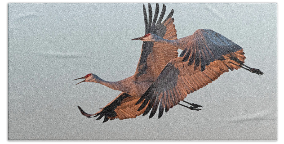 Sandhill Crane Hand Towel featuring the photograph Sandhill Cranes at Dawn by Mindy Musick King