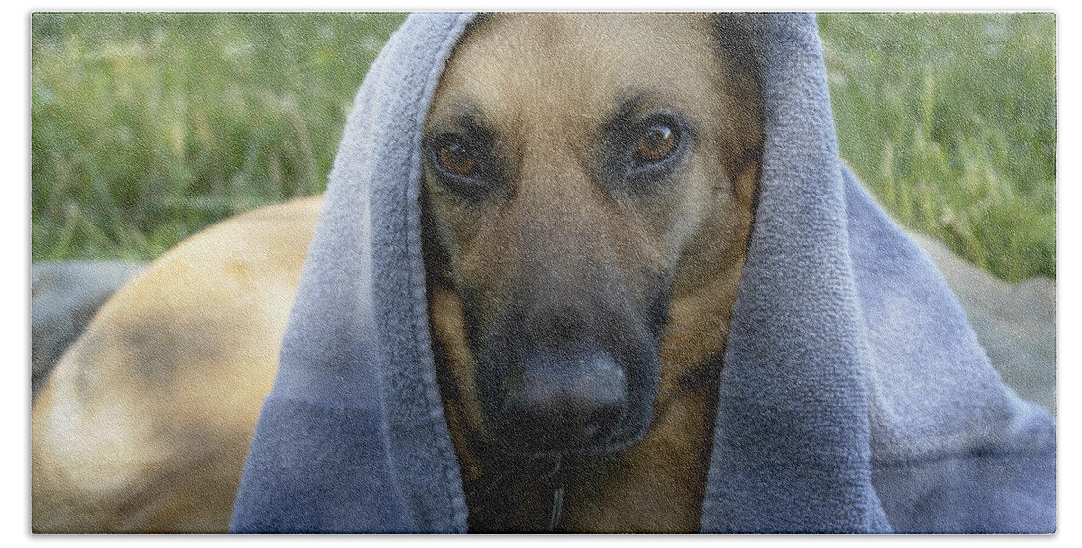 ‘german Shepherd’ Hand Towel featuring the photograph Sasha on a Picnic by Carol Whaley Addassi