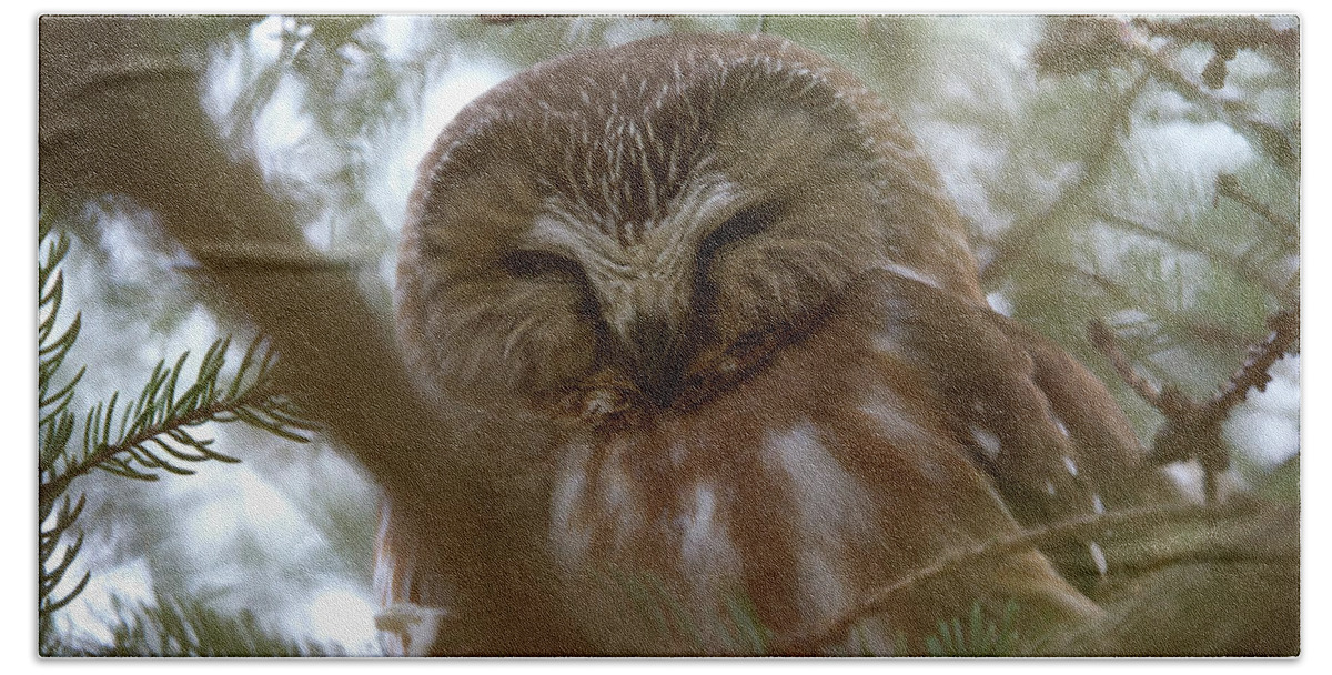 Saw-whet Owl Bath Towel featuring the photograph Saw Whet Owl Resting by Flinn Hackett
